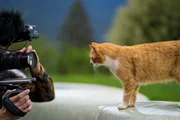 Making Of von einer Katze auf Heuballen auf dem W&ouml;lfl-Hof