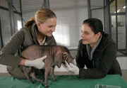 Tierpflegerin Anett (Anna Bertheau, l.), die gerade ein Minischwein untersucht, freut sich sehr, dass Dr. Susanne Mertens (Elisabeth Lanz, r.) wieder da ist.