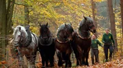 In der Schorfheide r&uuml;ckt Angang November Mario Kaufmann mit seinen Kaltbl&uuml;tern an, um gef&auml;llte Baumst&auml;mme zum Abtransport zurechtzulegen. Ein Knochenjob &ndash; f&uuml;r Mensch und Tier, aber waldschonend. Die Ausbildung der Arbeitspferde dauert zwei Jahre. - R&uuml;ckepferde der Familie Kaufmann bei der Waldarbeit in der Schorfheide.