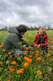 Frank Seibert (links) und Agrarwissenschaftlerin Astrid Sprenger (rechts) beim Ernten der Calendula (Ringelblume) auf dem Feld von Weleda bei Schw&auml;bisch Gm&uuml;nd. Sprenger ist die Leiterin des Heilpflanzengartens von Weleda bei Schw&auml;bisch-Gm&uuml;nd.