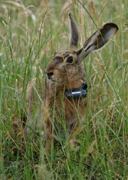 Feldhase mit Sender.
