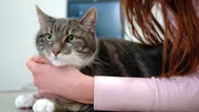 Die vierjährige Katze Lotti leidet unter einer schweren Autoimmunkrankheit. Dr. Marion Link testet heute Lottis Blutwerte. Die vierjährige Katze Lotti leidet unter einer schweren Autoimmunkrankheit. Dr. Marion Link testet heute Lottis Blutwerte.