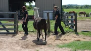 Senior Cruelty Investigators Michielson and Sundberg perform a 3 hour seizure in boiling hot conditions from a property containing many horses, mules, dogs and a llama.