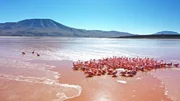 Um sich zu w&auml;rmen, dr&uuml;cken Flamingos sich in einem zufrierenden See hoch oben in den Anden aneinander.