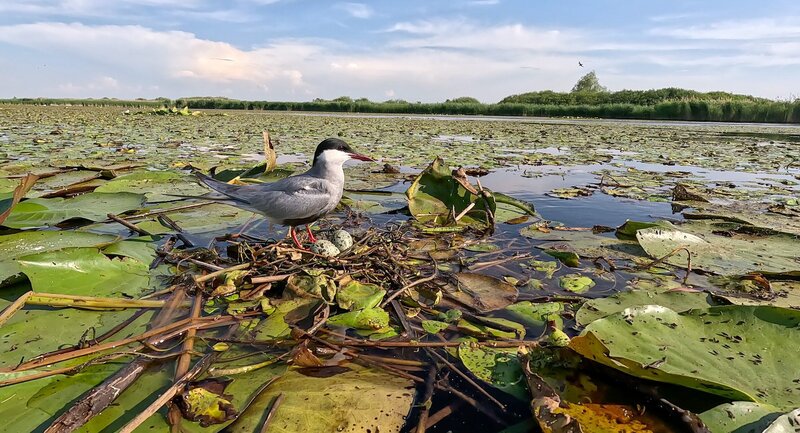 Tiere ohne Grenzen (A/F, 2024)