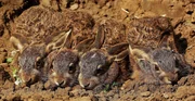 Feldhasen-Nachwuchs. Feldhasen-Nachwuchs.