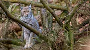 Seit dem Jahr 2000 gibt es wieder Luchse im Harz &ndash; einem Auswilderungsprojekt sei Dank.