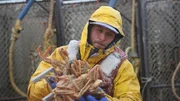 Deckhand Aaron Steiner sorting Opilio Crab.