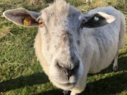 Mutterschaf Meggie ist von einem Sportwagen auf Sylt angefahren worden. Tier&auml;rztin Stephanie Petersen startet einen Rettungsversuch nach Feierabend.