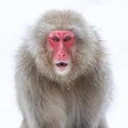 Ein Japanmakak l&auml;uft durch den Schnee, w&auml;hrend er hoch &uuml;ber der Schneegrenze in den Japanischen Alpen nach Nahrung sucht.