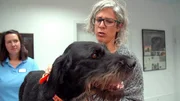 Der Deutsch Drahthaar Quintus leidet seit einer Woche unter Husten. Eine Endoskopie steht ihm bevor. Tanja May tr&ouml;stet ihren zweij&auml;hrigen Jagdhund.