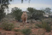 Dromedare vermehren sich stark im heißen Zentrum Australiens, da sie keine Feinde haben. Sie werden deshalb zum Problem für die Kängurus und die Kühe der Bauern, da sie die gleichen Fressvorlieben haben. Dromedare vermehren sich stark im heißen Zentrum Australiens, da sie keine Feinde haben. Sie werden deshalb zum Problem für die Kängurus und die Kühe der Bauern, da sie die gleichen Fressvorlieben haben.