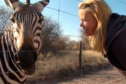 Dieses Zebra musste wieder eingefangen werden. Dieses Zebra musste wieder eingefangen werden.
