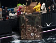 The Time Bandit crew reacts after pulling in a big pot of King Crab on the Bering Sea during King Crab season on Deadliest Catch season six.