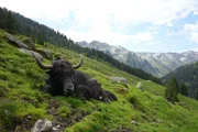 Yak in der Kelchsau vorm Auftrieb auf die Hochalm