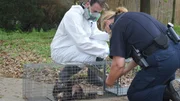 Senior Cruelty Investigator Maverick Wagner and Deputy Christine Kendrick check the human cat traps left at a hoarders house.
