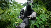 Im Regenwald von Uganda fordert ein wildes Gorillakind seinen nachgebauten Artgenossen sogar zum Spielen auf. Im Regenwald von Uganda fordert ein wildes Gorillakind seinen nachgebauten Artgenossen sogar zum Spielen auf.