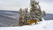 Mit ferngesteuerten Kamerafallen konnte in Sibirien die seltenste Gro&szlig;katze der Welt eingefangen werden, der Amurleopard.
