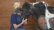 Erin Ford (Houston SPCA Barn team) comforts a miniature Shetland pony who was dragged behind his owners truck.