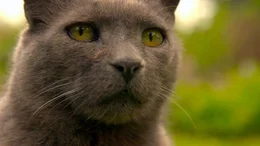Rudi, der r&uuml;stige Seniorkater im Revier.