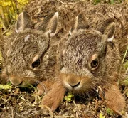 Feldhasen-Nachwuchs.
