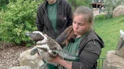 Pinguin mit Pflegerin Ronja Kupzog im Opel-Zoo Kronberg.