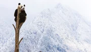 Mit ihrem dicken Fell sind Gro&szlig;e Pandas gut an die kalten Bedingungen in den hohen Bergen Chinas angepasst.