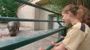 Flusspferd Petra aus dem Frankfurter Zoo l&auml;sst sich die erfrischende Melone schmecken.