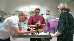Katzenfindlinge beim Tierarzt.