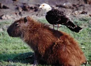 In den Llanos-S&uuml;mpfen, inmitten eines Meeres aus Wasserhyazinthen, ist der Lebensraum des Chiguire, des Wasserschweins.