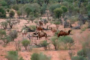 Im heißen Zentrum Australiens, bei Alice Springs, leben die einzigen wilden Dormedarherden weltweit! Da die Tiere keine natürlichen Feinde haben, werden sie mittlerweile zum Problem. Im heißen Zentrum Australiens, bei Alice Springs, leben die einzigen wilden Dormedarherden weltweit! Da die Tiere keine natürlichen Feinde haben, werden sie mittlerweile zum Problem.