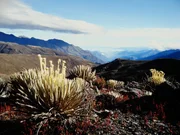 Das Andenhochland P&aacute;ramo.