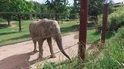 Elefant Tamo aus dem Kronberger Opel-Zoo steht das gro&szlig;e Wiegen bevor.