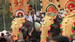Farbenfrohe Elefantenparade: Das Thrissur Puram-Fest steht ganz im Zeichen der Dickh&auml;uter.