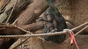 Bonobo Nayembi und ihre Tochter Nila sind aus dem Zoo in Stuttgart in den Frankfurter Zoo gezogen.