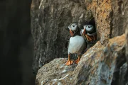Skomer Island ist ein Vogelschutzgebiet und ber&uuml;hmt f&uuml;r die gro&szlig;e Schar an Papageitauchern, die jedes Jahr hierherkommen, um zu br&uuml;ten. Im Fr&uuml;hjahr tummeln sich auf der Insel 40.000 der kleinen bunten V&ouml;gel &ndash; und zahllose andere.