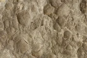 Rock with mold fossils of ancient scallops. The mold is an impression left by the bivalve's hard shell which dissolved away over time.
