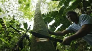 DARIEN GAP, PANAMA- Hazen using a machete to cut down a soft wood balsa tree which he will then use to make a raft.