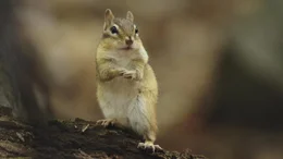Streifenh&ouml;rnchen  +++ Die Verwendung des sendungsbezogenen Materials ist nur mit dem Hinweis und Verlinkung auf RTL+ gestattet. +++
