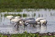 L&ouml;ffler (Platalea leucorodia), Hortob&aacute;gy - Ungarn.