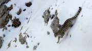 Die Pfoten des Schneeleoparden sind wie Schneeschuhe und erleichtern es ihm, durch den hohen Schnee zu laufen. Trotzdem ist das Jagen bei solchen Bedingungen nicht einfach.