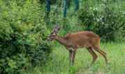 Reh (Capreolus capreolus) auf der Gr&uuml;nbr&uuml;cke in M&uuml;llendorf, Burgenland.