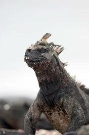 Die Lavaechse klettert gerne auf die Meerechsen um Insekten zu jagen.