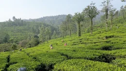 Dichte W&auml;lder und weitl&auml;ufige Teeplantagen: Rund um Wayanad wird seit dem 19. Jahrhundert Tee angebaut.