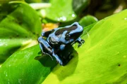Blauer Gift-Pfeil-Frosch.