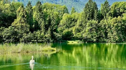 Ein Paradies f&uuml;r V&ouml;gel: renaturierte Flachwasserzone an der Drau.