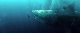Megalodon