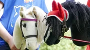 Mit dem Steckenpferd zwischen den Beinen herumlaufen. Ein altes Spiel und ein altes Spielzeug. F&uuml;r Lena, Lara und Bruno aber ist es viel mehr als das: Sie machen  Hobby-Horsing und es ist f&uuml;r sie ein richtiger Sport. "PUR+" kl&auml;rt, was sich hinter dem Steckenpferd-Trend aus Skandinavien verbirgt und was genau daran eigentlich "Sport" ist.