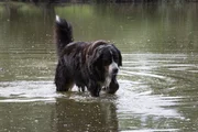 Hund Keks kann mit Wendelin Wasserläufer nicht mithalten beim Tanzen auf dem Wasser. Hund Keks kann mit Wendelin Wasserläufer nicht mithalten beim Tanzen auf dem Wasser.