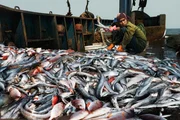 Ein Haufen Fische